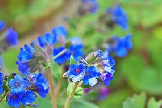 풀모나리아 (pulmonaria)