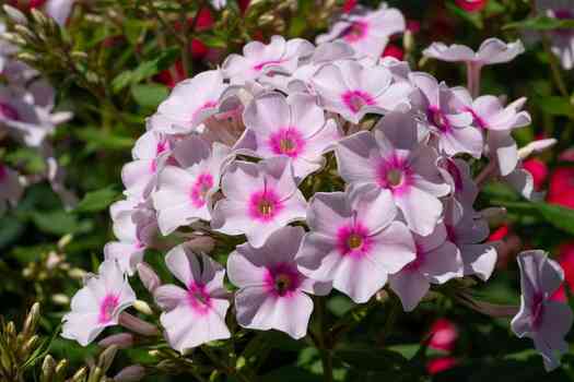 플록스 (Phlox paniculate)