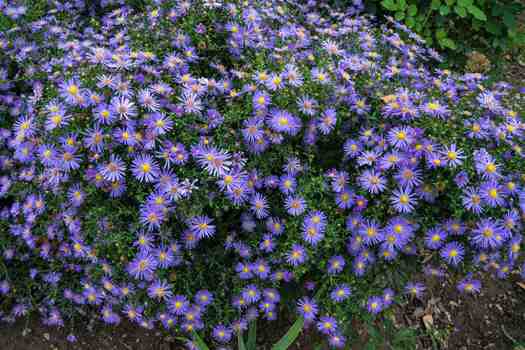 해국 (Aster spathulifolius)