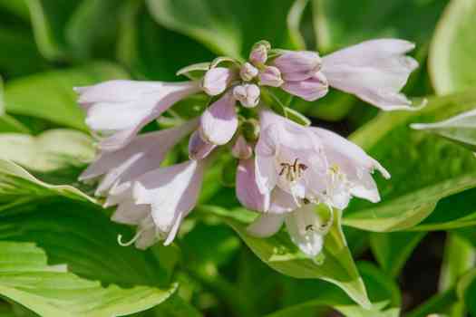 호스타 (Hosta)