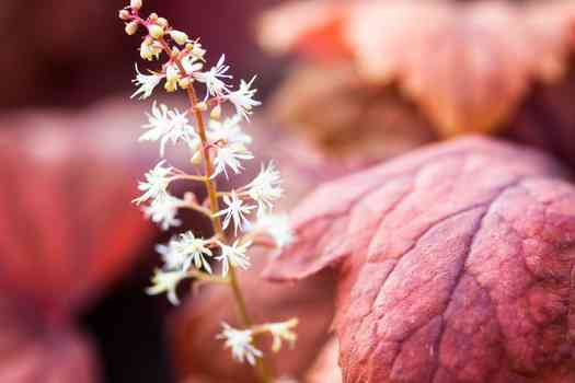 휴케라 (Heuchera)