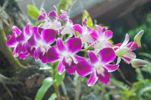 덴드로비움 긴기아넘 (Dendrobium kingianum)