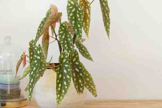 베고니아 소요카제 ( Begonia lucerna Soyokaze)