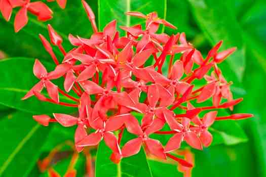 익소라 (Ixora)