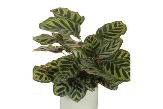 칼라데아 (Calathea)