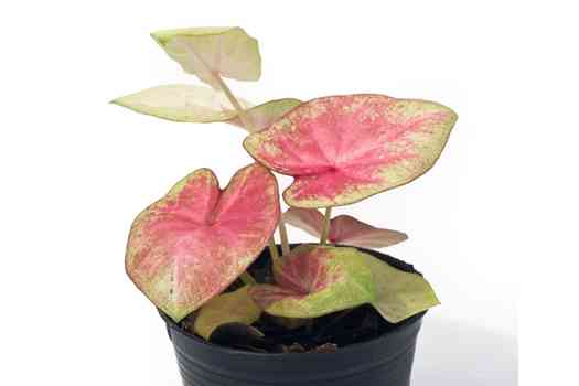 칼라디움 바이컬러 (Caladium bicolor)
