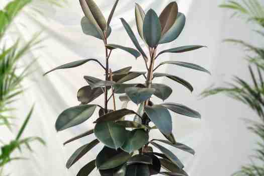 고무나무 (Rubber Tree)