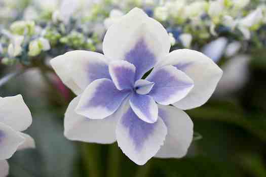 별수국 (Hydrangea Flower- Star Gazer)