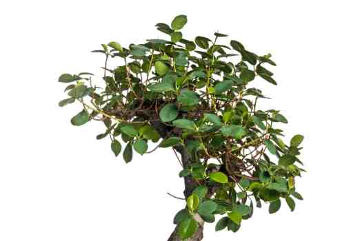 인삼팬다 (Ficus Panda)