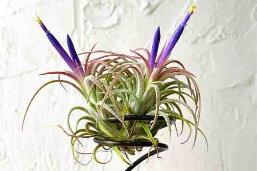 틸란드시아 (Tillandsia)