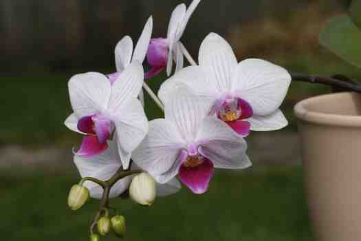 팔레놉시스 (Phalaenopsis orchid)