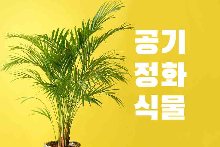 공기를 맑게 해주는 식물로 최고의 선택 BEST 17 - 꽃플라워 공기를 맑게 해주는 식물로 최고의 선택 Best 17 - 꽃플라워