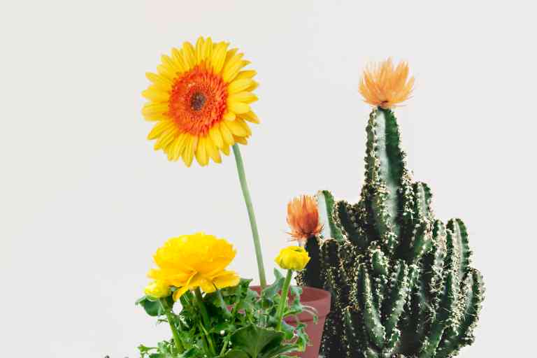 집에서 꽃 키우기 15가지 (물주기, 꽃말, 수경재배) - 꽃플라워