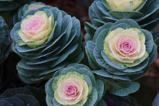 꽃배추 (Ornamental cabbage )