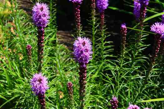 맥문동 (Liriope platyphylla)