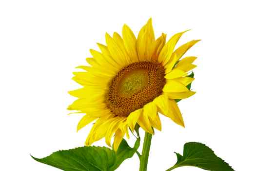 미니 해바라기 (Mini Sunflower)