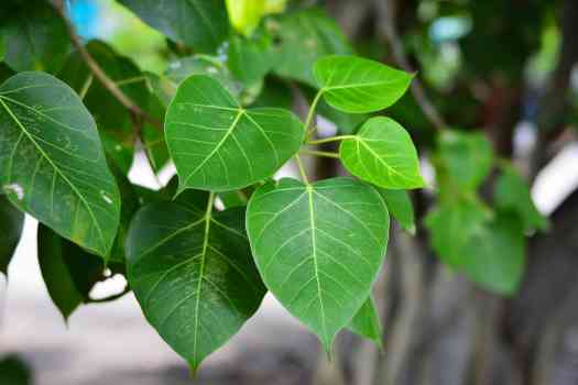 뱅갈고무나무 (banyan tree)