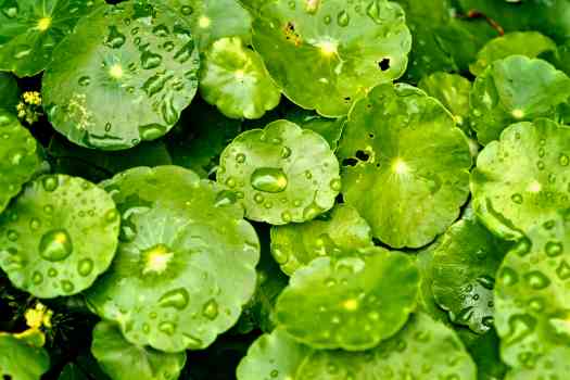 병풀꽃 (centella flower)