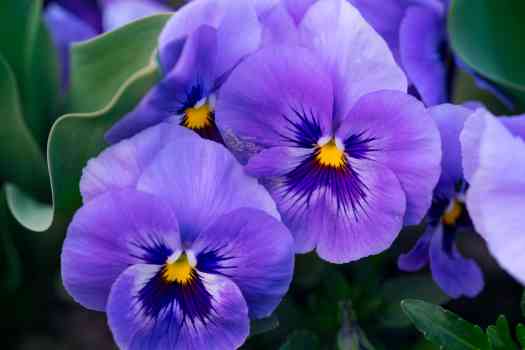 비올라꽃 (violet)