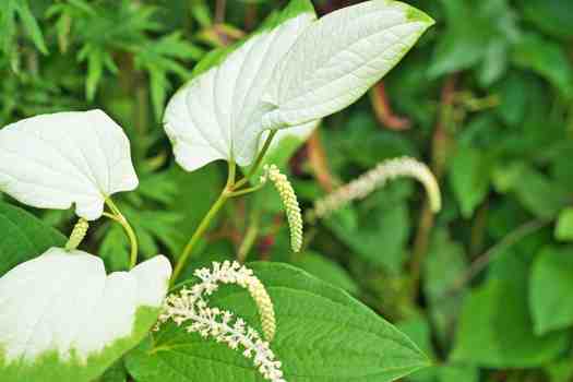 삼백초 (Saururus chinensis)