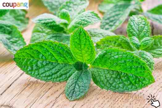 애플민트 (Apple Mint)