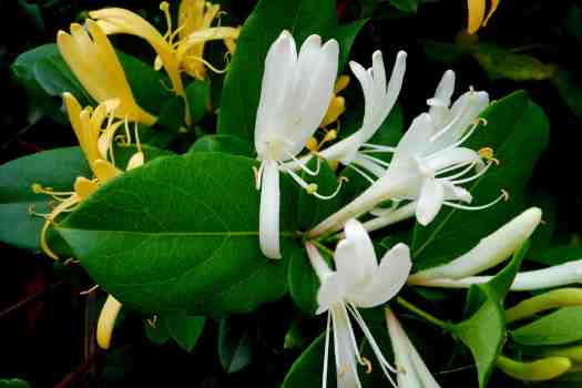 인동덩굴 (Lonicera japonica)