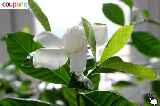 치자 (Gardenia jasminoides)