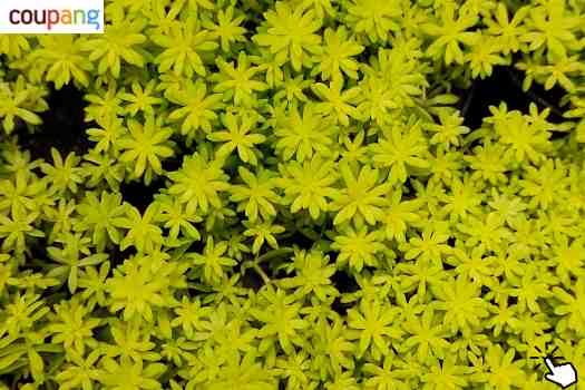 황금세덤 (Sedum japonicum)-쿠팡