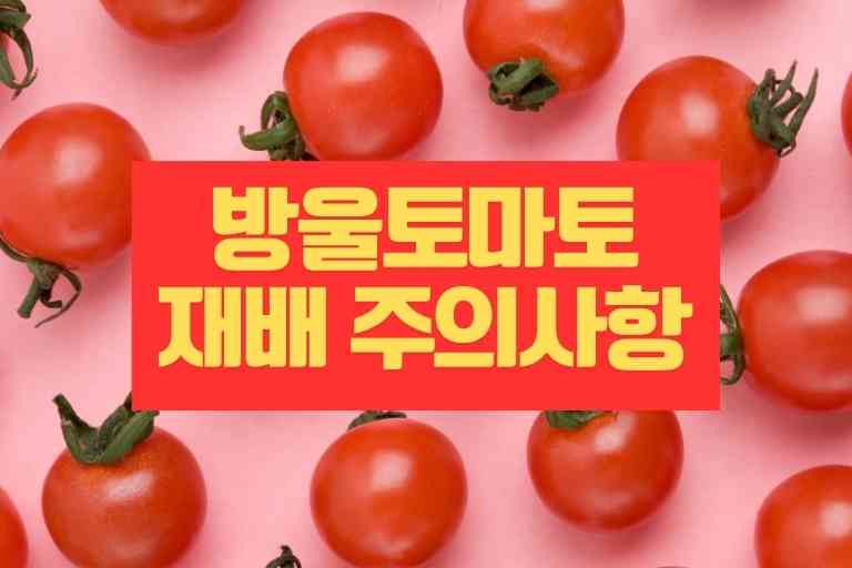 방울토마토 키울때 주의할점