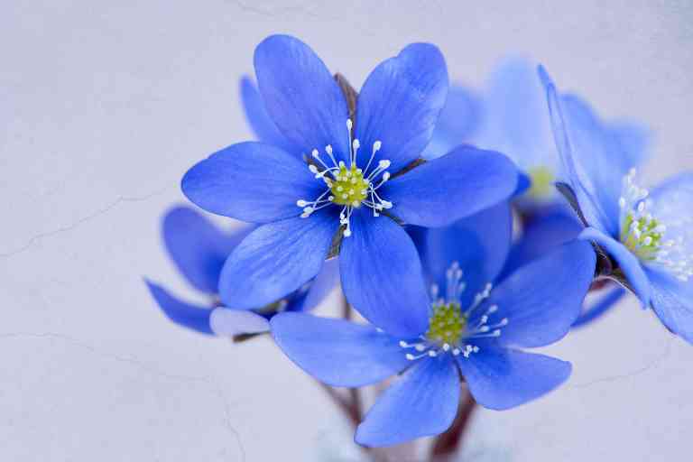 파란 꽃 종류 꽃말 23가지 키우는법