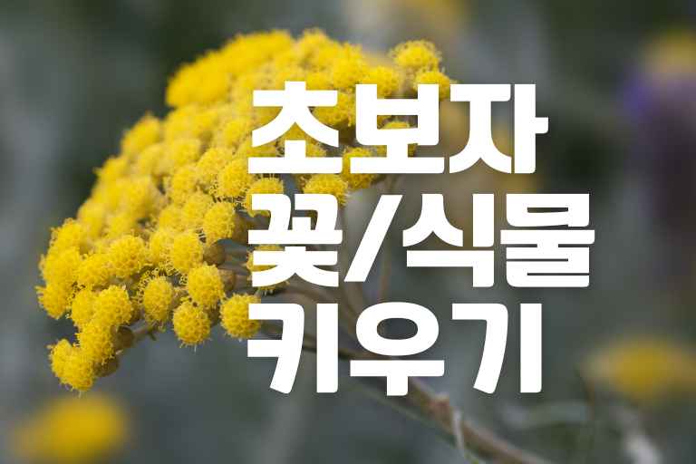 초보자가 키우기 쉬운 식물 BEST 13