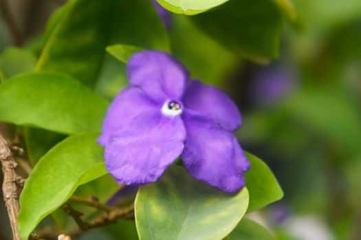 Brunfelsia pauciflora