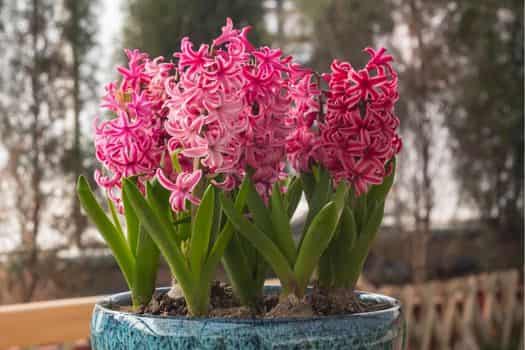 hyacinth