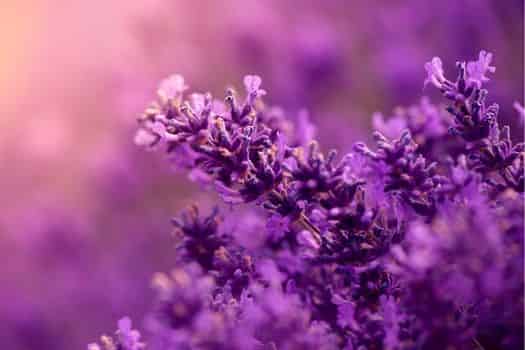 lavender