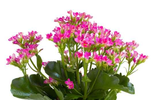 가랑코에 (Kalanchoe)