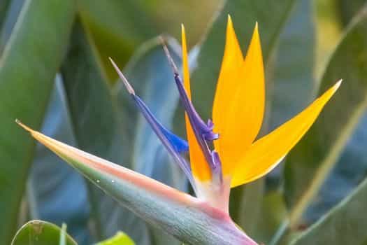 극락조 (Strelitzia reginae)