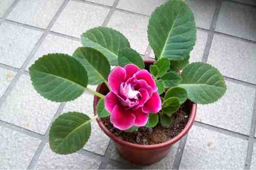 글록시니아 (gloxinia)