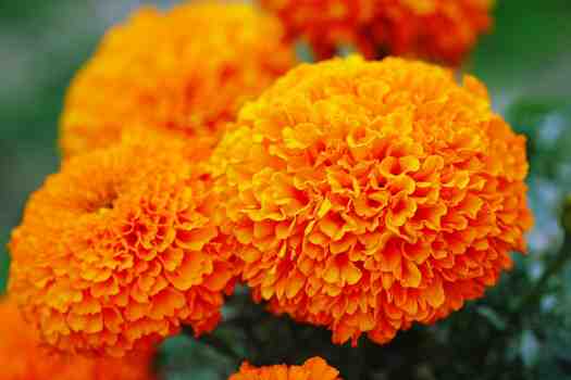 금잔화 Marigold