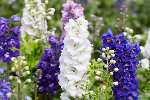 델피니움,델피늄 (Delphinium)