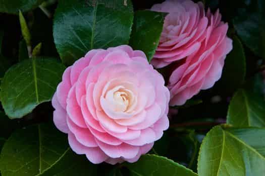 동백 (camellia)