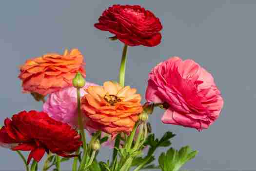 라넌큘러스 (ranunculus)