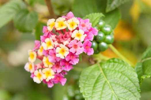 란타나 (lantana)