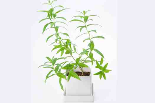 레몬 버베나 (lemon Verbena)