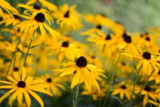 루드베키아 Rudbeckia