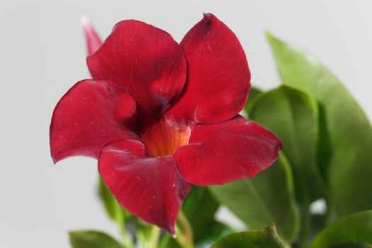 만데빌라 (Mandevilla sanderi)