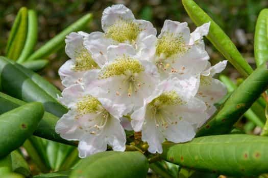 만병초 (Rhododendron brachycarpum)