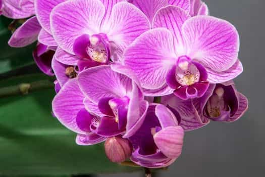 만천홍 (Phalaenopsis, Moth orchid)