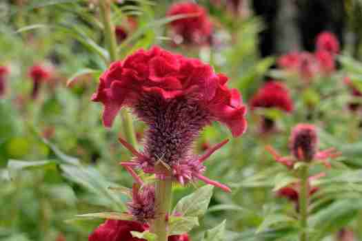 맨드라미 Celosia cristata, Cockscomb