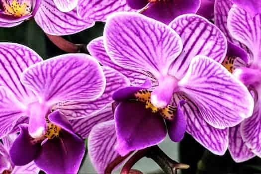 미니 빅립 (Phalaenopsis,Moth orchid)