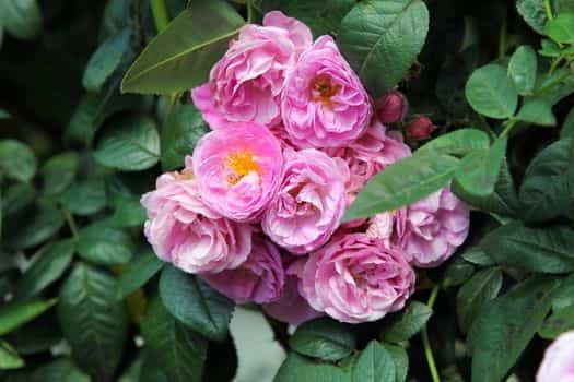 미니찔레장미(Multiflora rose)